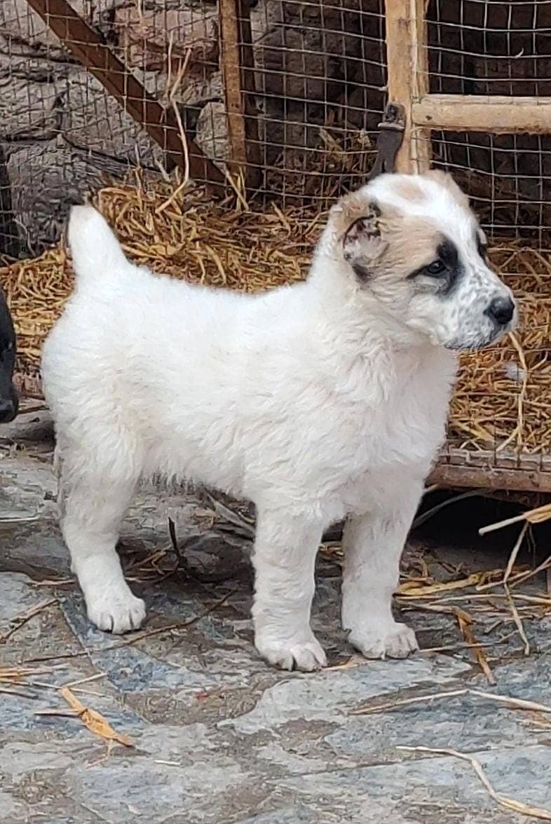 Afghan Kochi Pair / Afghan Kochi Puppies For Sale 1