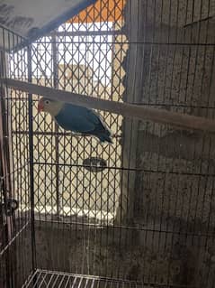 love bird breeder male par blue