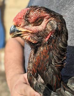 Qandhari Kandhari Qandari kandari parrot beak hen aseel