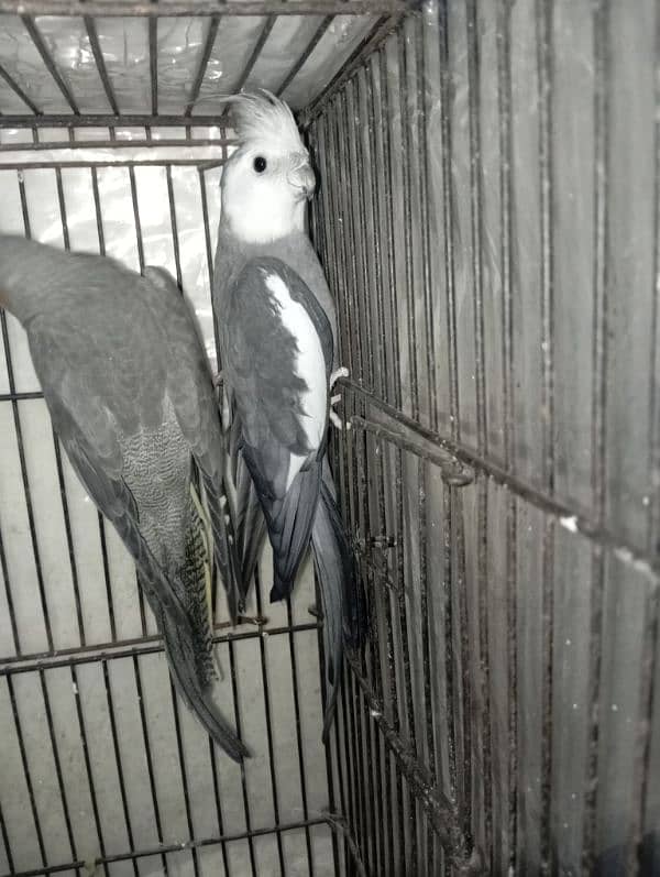 Grey cocktails breeder pair for sale 0