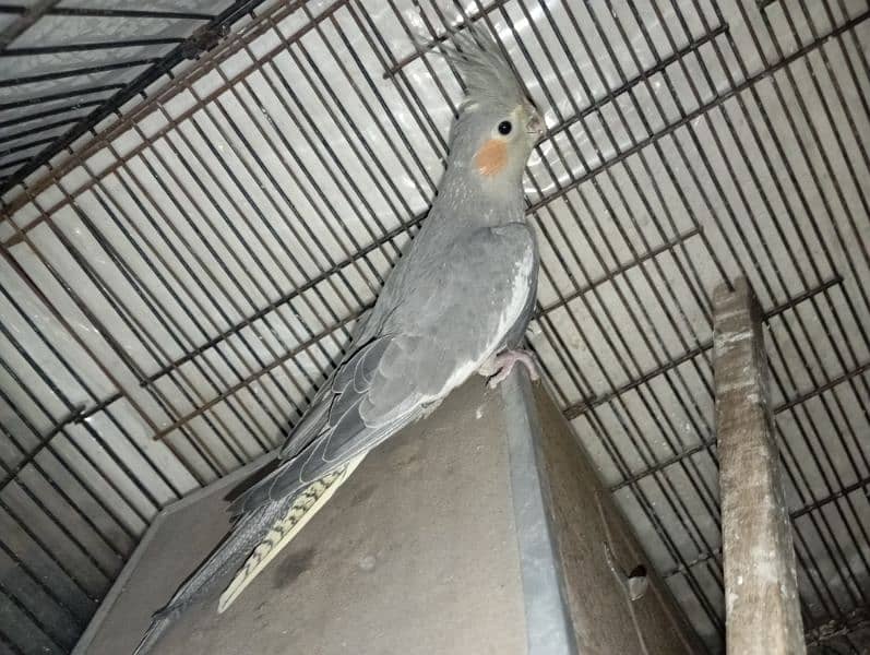 Grey cocktails breeder pair for sale 1