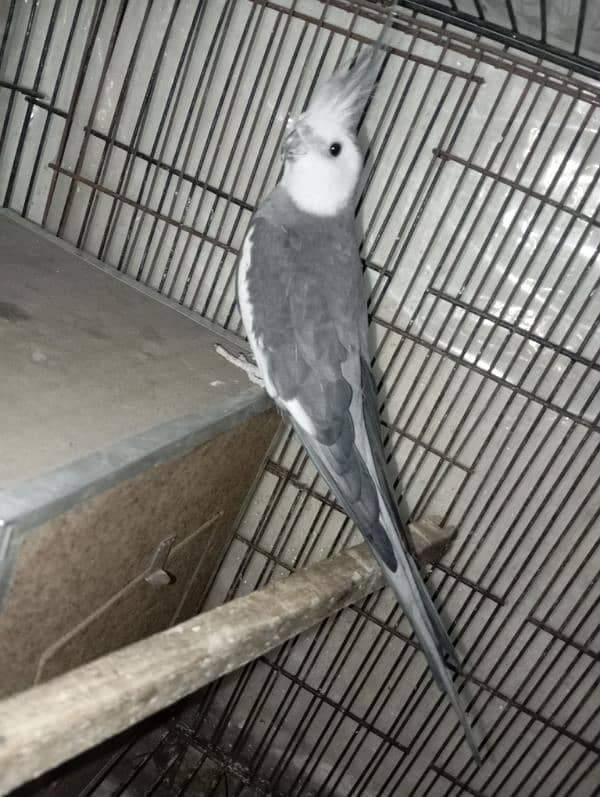 Grey cocktails breeder pair for sale 2