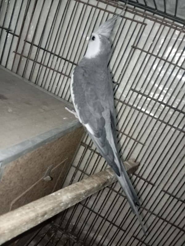 Grey cocktails breeder pair for sale 3