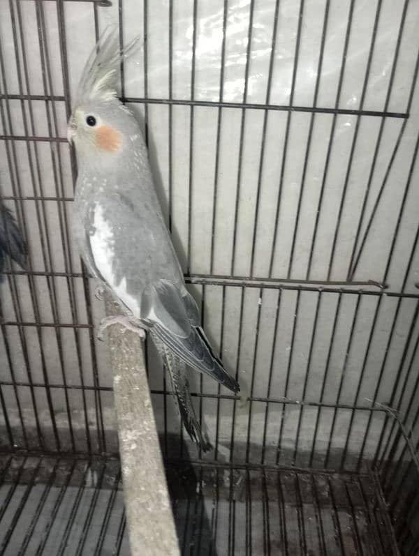 Grey cocktails breeder pair for sale 4