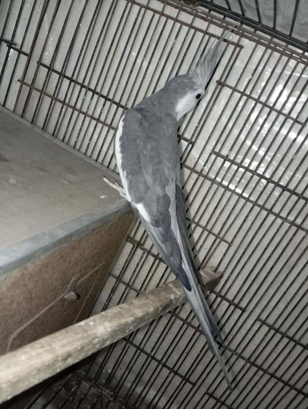 Grey cocktails breeder pair for sale 5