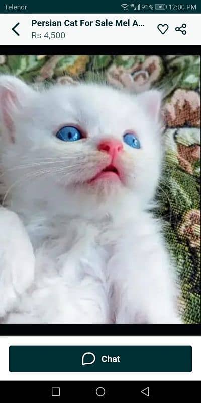 Persian cat for sale male or female my WhatsApp 0329=36=83=390 1