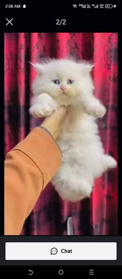 Persian cat for sale male or female my WhatsApp 0329=36=83=390