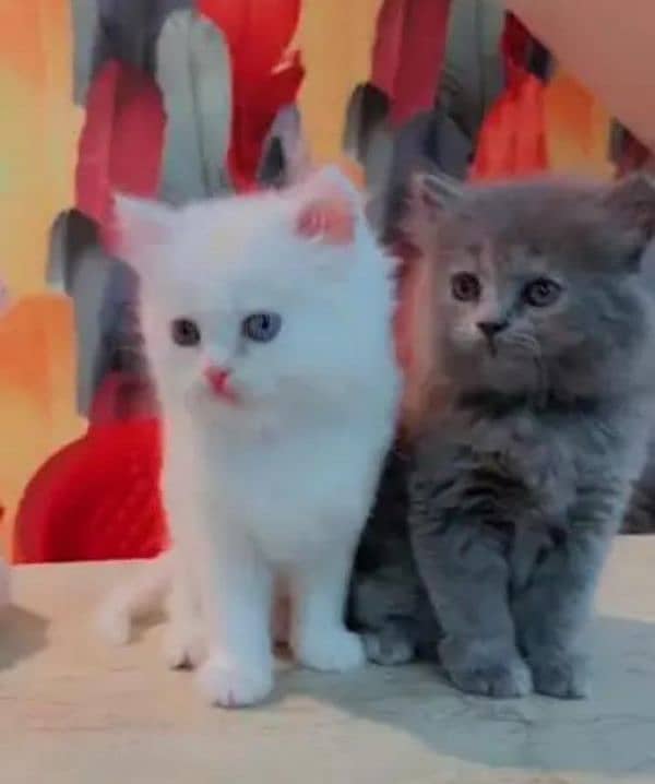 Persian cat for sale male or female my WhatsApp 0329=36=83=390 2