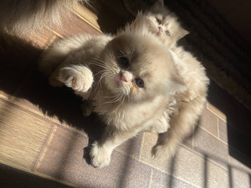 Persian Punch Face Kittens 1