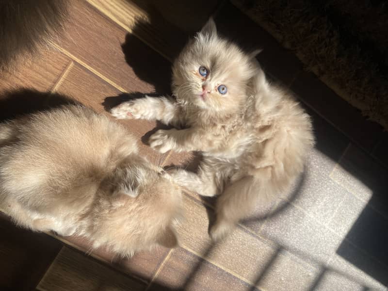 Persian Punch Face Kittens 2