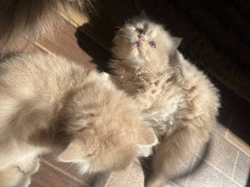 Persian Punch Face Kittens 3