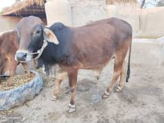 for sale bull