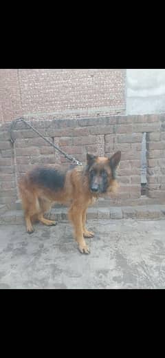 German Shepherd female