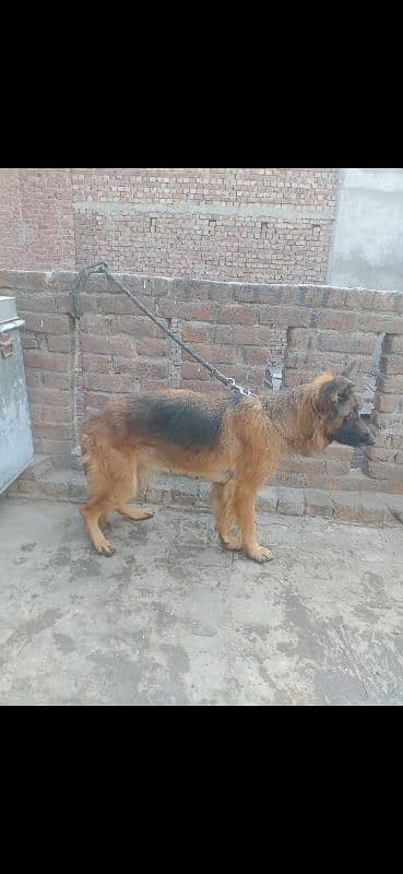 German Shepherd female 4