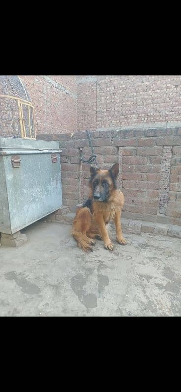 German Shepherd female 6