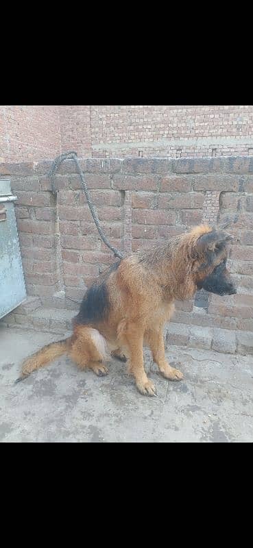 German Shepherd female 7