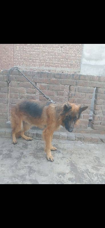 German Shepherd female 8