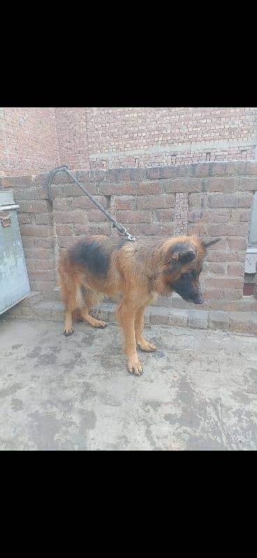 German Shepherd female 9