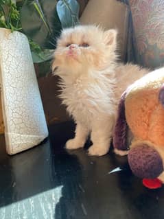 Persian Punch Face Kittens