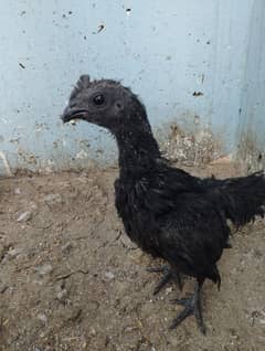 Ayam Cemani Black Tung