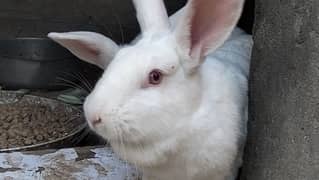 Angora and New Zealand White Rabbits on Sale price