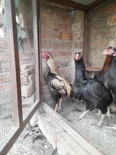 Aseel Mianwali Male and Female