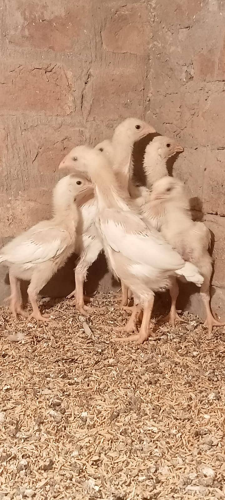 White Shamo Pair/Aseel Shamo chicks /king size/ pure /high quality hen 3