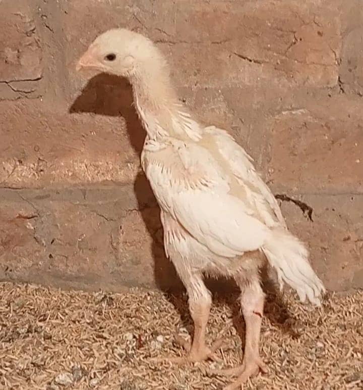 White Shamo Pair/Aseel Shamo chicks /king size/ pure /high quality hen 2