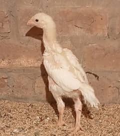 White Shamo Pair/Aseel Shamo chicks /king size/ pure /high quality hen