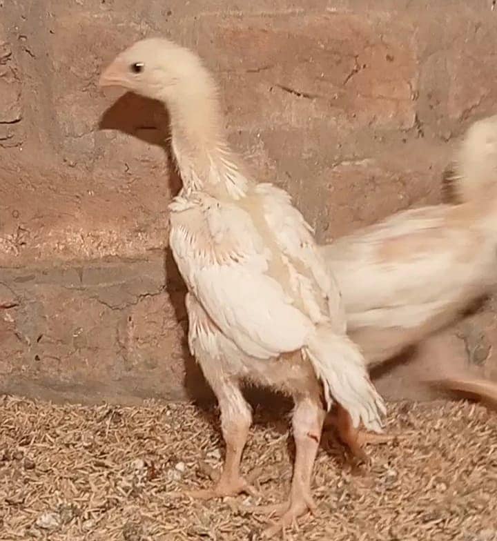 White Shamo Pair/Aseel Shamo chicks /king size/ pure /high quality hen 1