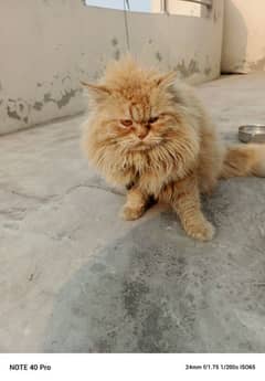 male cat