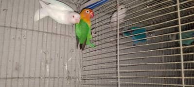 love birds alpaino red eyes power blue offline green offline and bajri