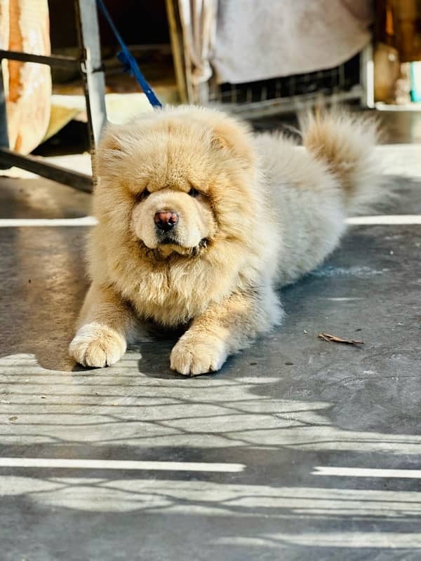 Urgent sale chow chow family dog and fully active 0