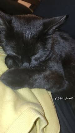 black Persian kitten