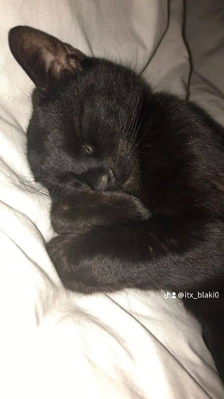 black Persian kitten 1