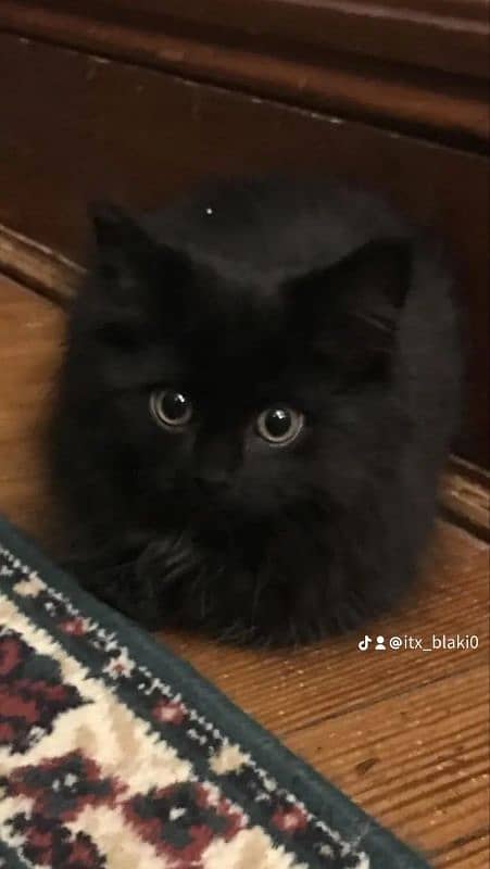 black Persian kitten 2