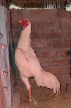 White Shamo patha/Aseel Shamo male /king size/ pure /high quality hen