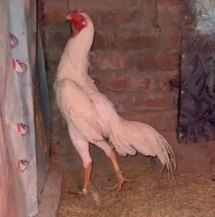 White Shamo patha/Aseel Shamo male /king size/ pure /high quality hen 1