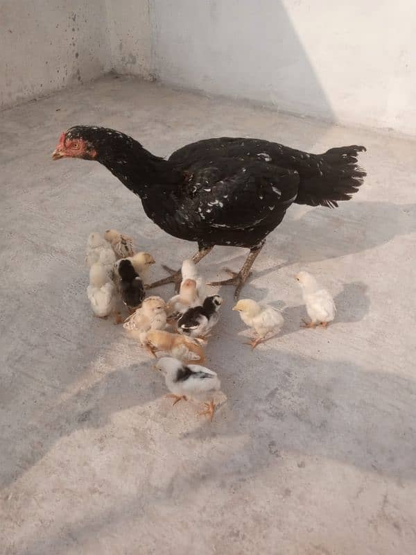 Aseel Hen with Chicks 0