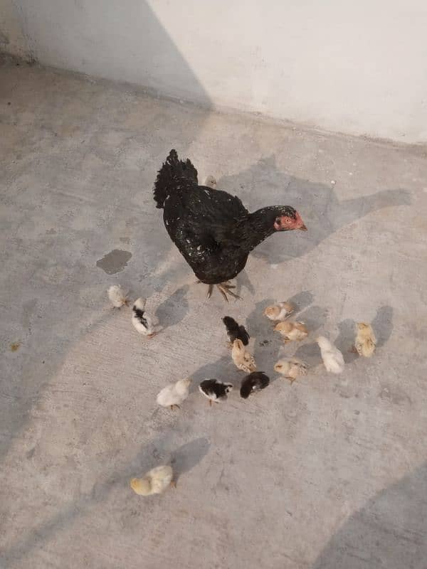 Aseel Hen with Chicks 1