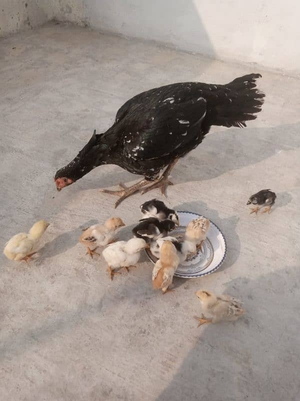 Aseel Hen with Chicks 2