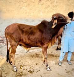 1 pure desi 1 desi cross pakay kheeray jori for sale