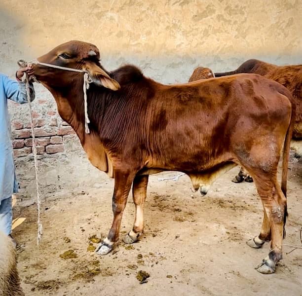 1 pure desi 1 desi cross pakay kheeray jori for sale 1