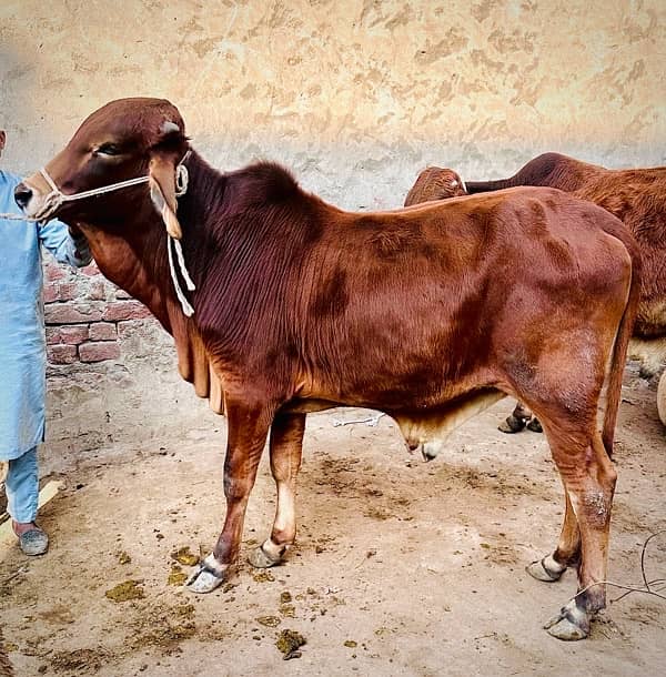 1 pure desi 1 desi cross pakay kheeray jori for sale 3