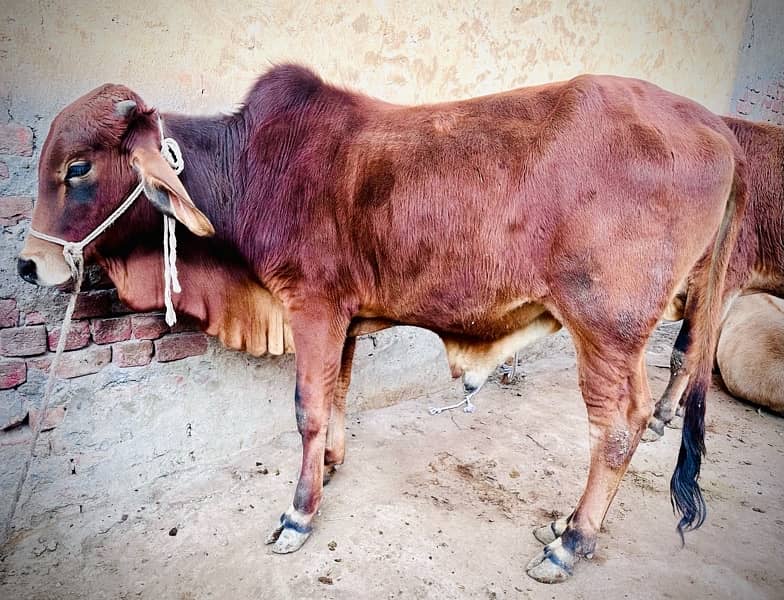 1 pure desi 1 desi cross pakay kheeray jori for sale 4