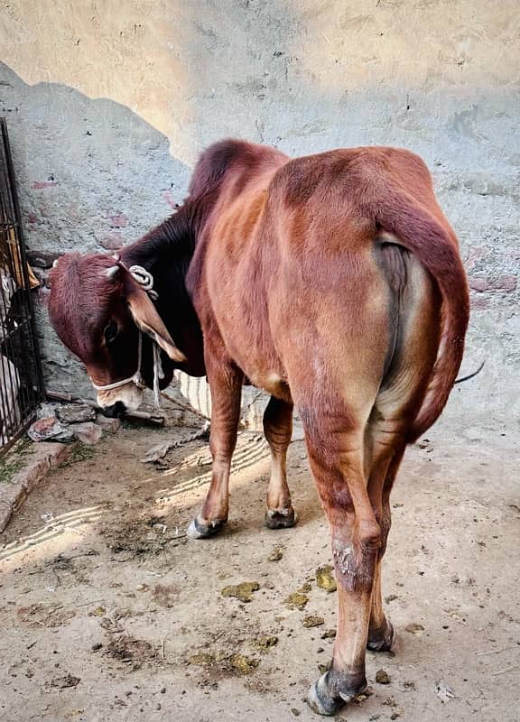 1 pure desi 1 desi cross pakay kheeray jori for sale 5