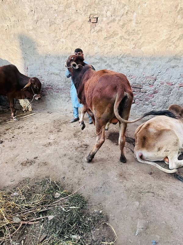 1 pure desi 1 desi cross pakay kheeray jori for sale 7