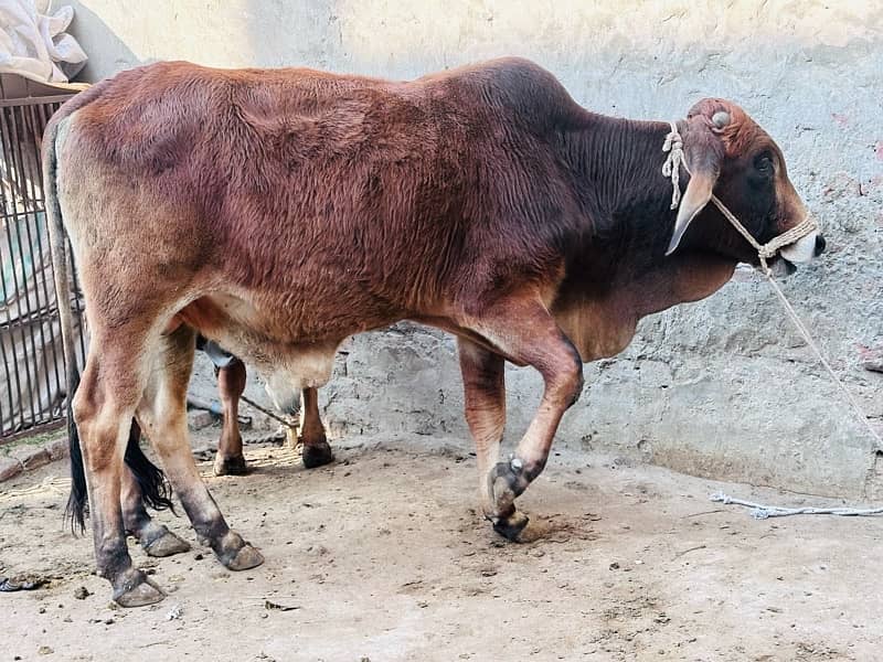 1 pure desi 1 desi cross pakay kheeray jori for sale 8