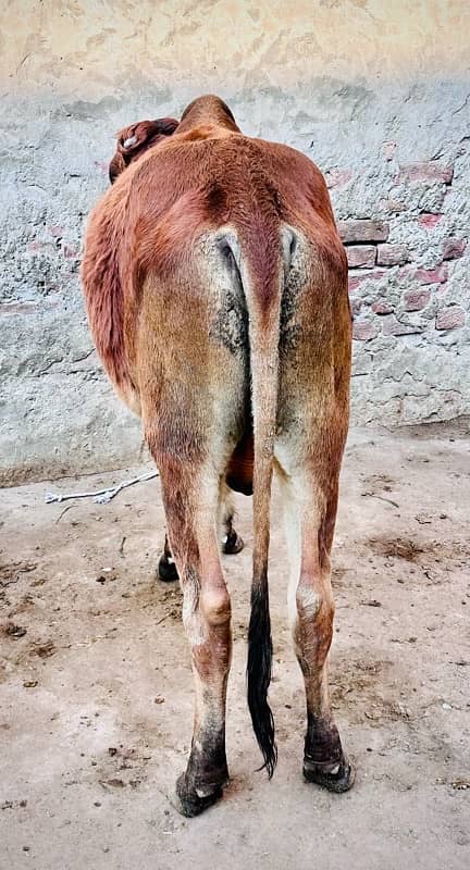 1 pure desi 1 desi cross pakay kheeray jori for sale 9