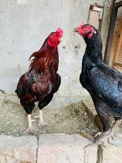 aseel pair for sale murga lasani breeder male female thai pure